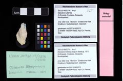 NHMW-GEO-2007z0149-0374_Ol_01.tifDiscutiora moesica (Muţiu & Bădăluţă, 1971)  (NHMW-GEO-2007z0149-0374)